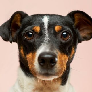 Luna, Jack Russell Terrier